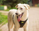Собаки в Москве: Мальчик Клевер, молодой пёс ищет дома, метис лабрадора Мальчик, 10 руб. - фото 5