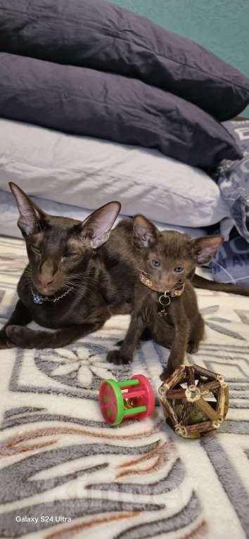 Кошки в Москве: Мальчик здоровяк Мальчик, 50 000 руб. - фото 3