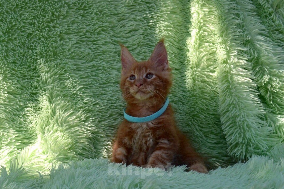 Кошки в Иркутске: Котята мейн-кун. Красного окраса Мальчик, 30 000 руб. - фото 3