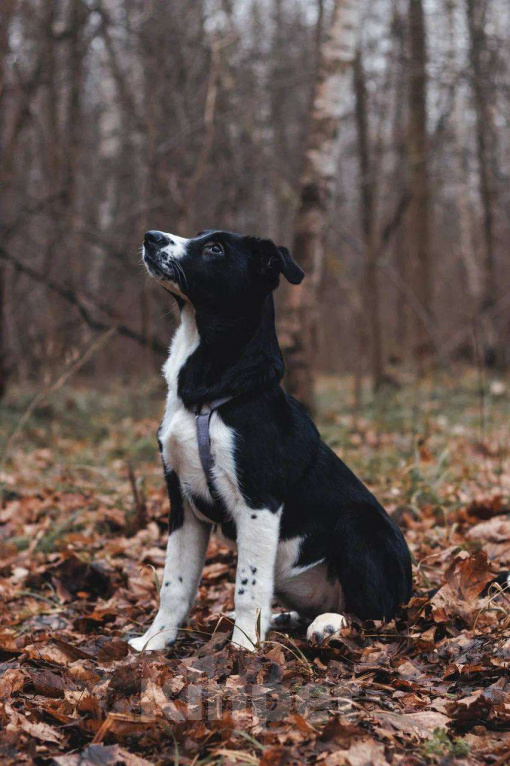 Собаки в Москве: Фелисити - девочка, 2 месяца, ищет дом  Девочка, Бесплатно - фото 6