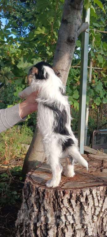 Собаки в Ростове-на-Дону: Поздоровайтесь с Каратом! 🐾 Мальчик, 40 000 руб. - фото 3