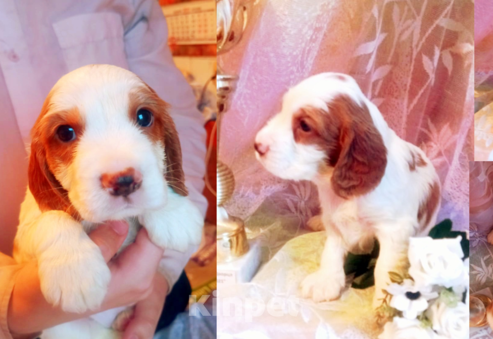 Собаки в Санкт-Петербурге: Продаются щенки русского охотничьего спаниеля Мальчик, 50 000 руб. - фото 1