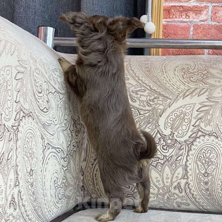 Собаки в Москве: Щенки чихуахуа Мальчик, Бесплатно - фото 4