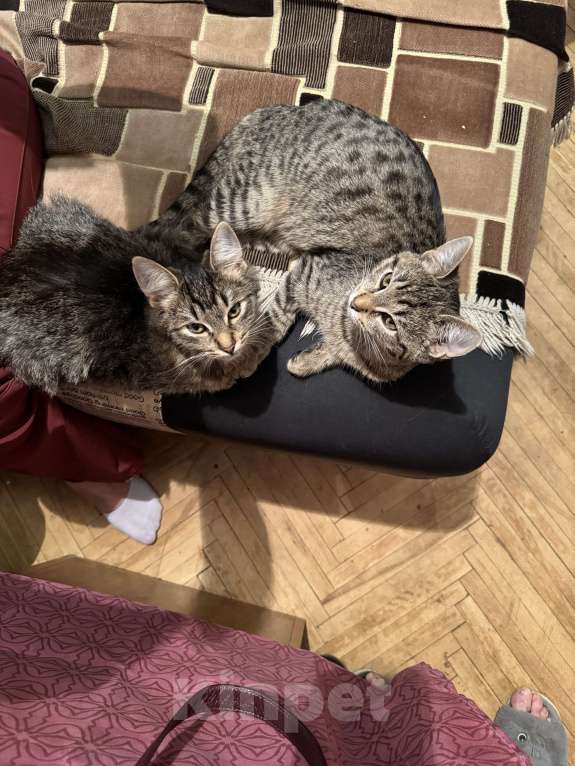 Кошки в Москве: Кошечка Крошка в добрые руки Девочка, Бесплатно - фото 6