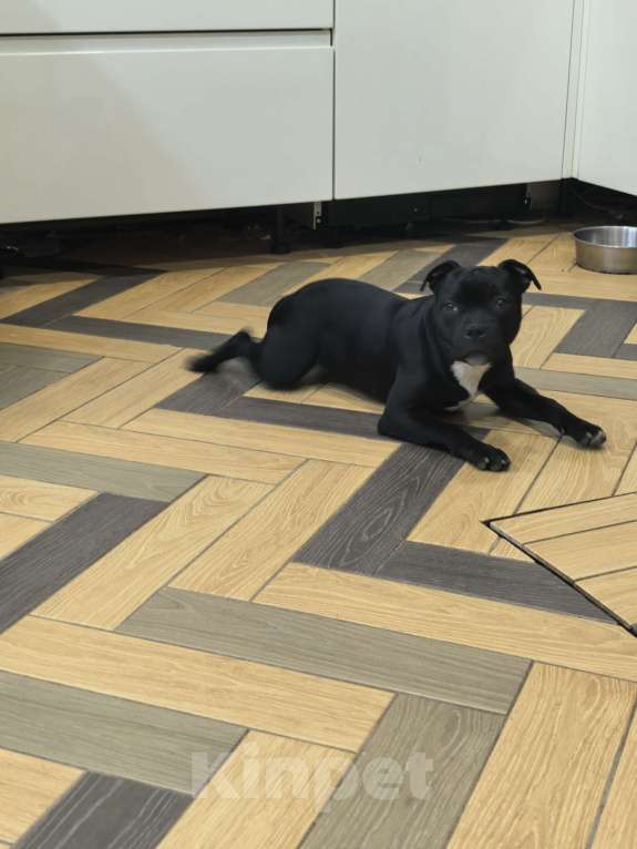 Собаки в Краснодаре: Предлагаю щенков стаффордширского бультерьера Девочка, Бесплатно - фото 3