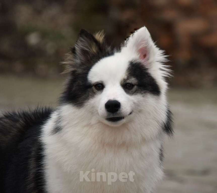 Собаки в Москве: Ненецкая оленегонная лайка. Сука Алекса. Девочка, 75 000 руб. - фото 7