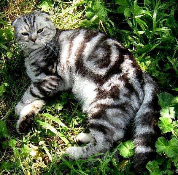 Кошки в Кингисеппе: Кошечка, 2 600 руб. - фото 1