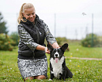 Собаки в Сертолово: Щенок вельш корги кардиган  Мальчик, Бесплатно - фото 2