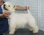 Собаки в Москве: вест хайленд вайт терьер мальчик 10 мес от Интерчемпиона Мальчик, 50 000 руб. - фото 9