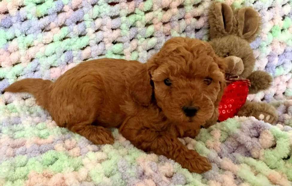 Собаки в Москве: Той пудель тикап Мальчик, 96 000 руб. - фото 1