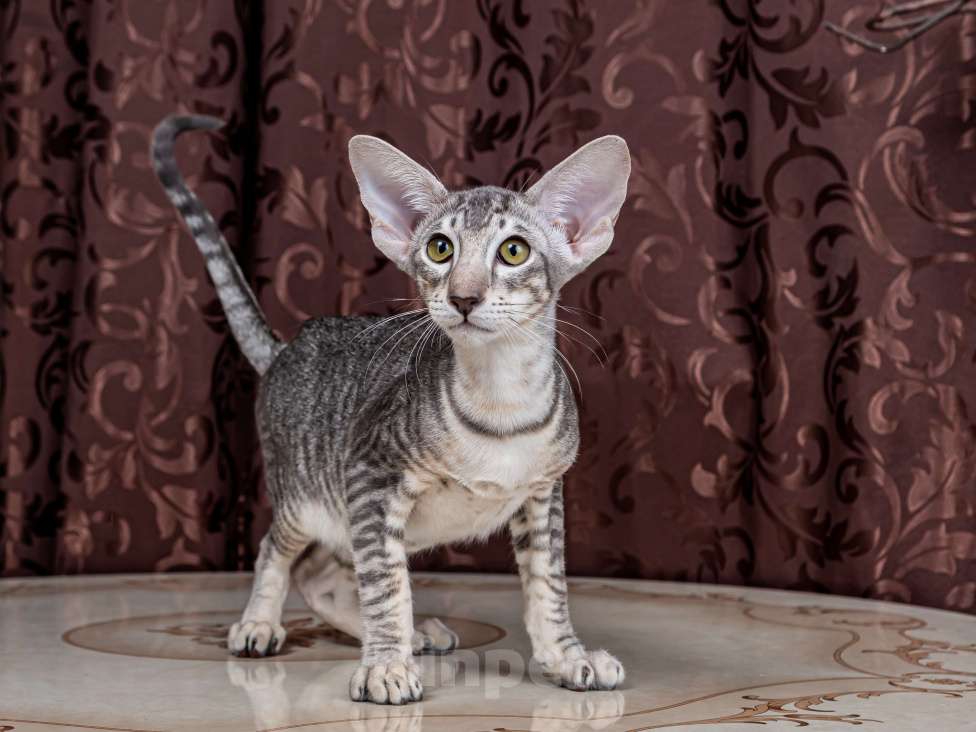 Кошки в Москве: Молодой ориентальный котик Мальчик, 30 000 руб. - фото 3