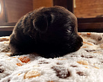 Собаки в Домодедово: Продаётся щенок лабрадора Девочка, 50 000 руб. - фото 3