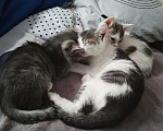 Кошки в Кемерово: Котята Разнополые, Бесплатно - фото 1