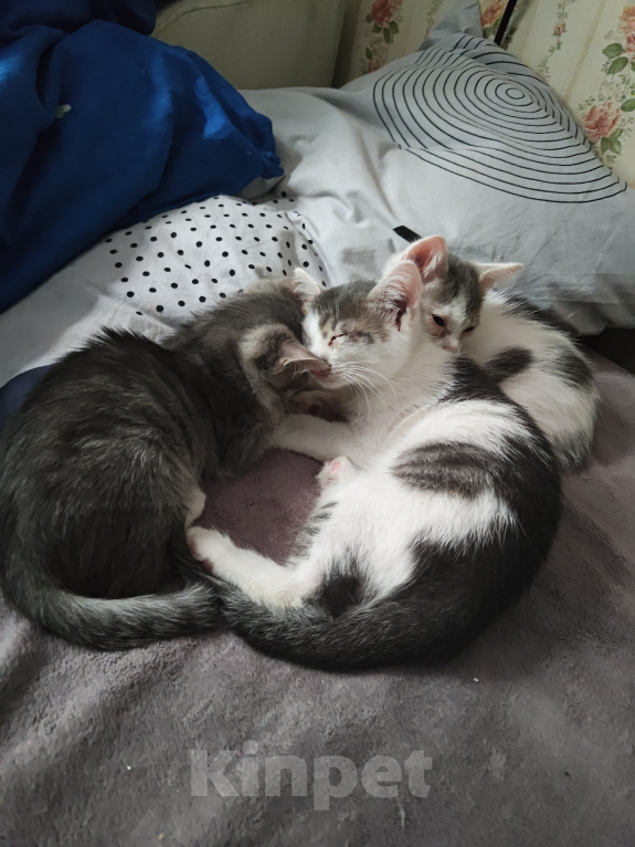 Кошки в Кемерово: Котята Разнополые, Бесплатно - фото 1