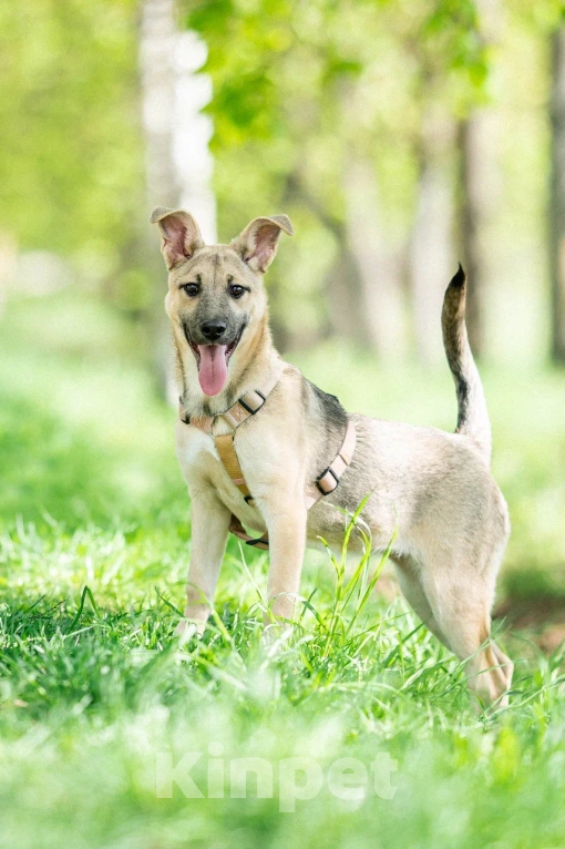 Собаки в Москве: Щенок в дар  Девочка, Бесплатно - фото 10