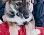 Собаки в Мытищах: Щенок Борис ищет любящую семью Мальчик, Бесплатно - фото 5