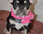 Собаки в других городах Московской области: Щенок французского бульдога Девочка, 80 000 руб. - фото 2