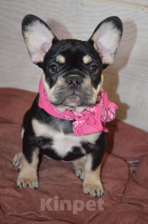 Собаки в других городах Московской области: Щенок французского бульдога Девочка, 80 000 руб. - фото 2