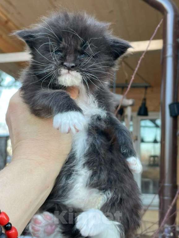 Кошки в других городах Ленинградской области: Котята Мейн Кун Девочка, Бесплатно - фото 2