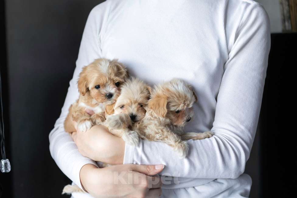 Собаки в Санкт-Петербурге: Мальтипу f1 мини Девочка, 150 000 руб. - фото 3