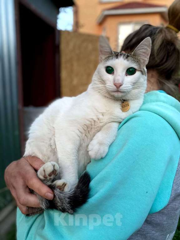 Кошки в Москве: 🐾 Спарта, до 1 года — кошечка-«ребёнок», которая обожает человека 💚 Девочка, Бесплатно - фото 2