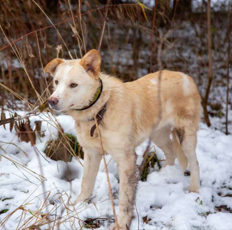 Собаки в Москве: Кремовый щенок Кай ищет свою семью! Мальчик, Бесплатно - фото 5