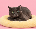 Кошки в Люберцах: Соня — нежная кошечка, которая мечтает о своём доме Девочка, Бесплатно - фото 1