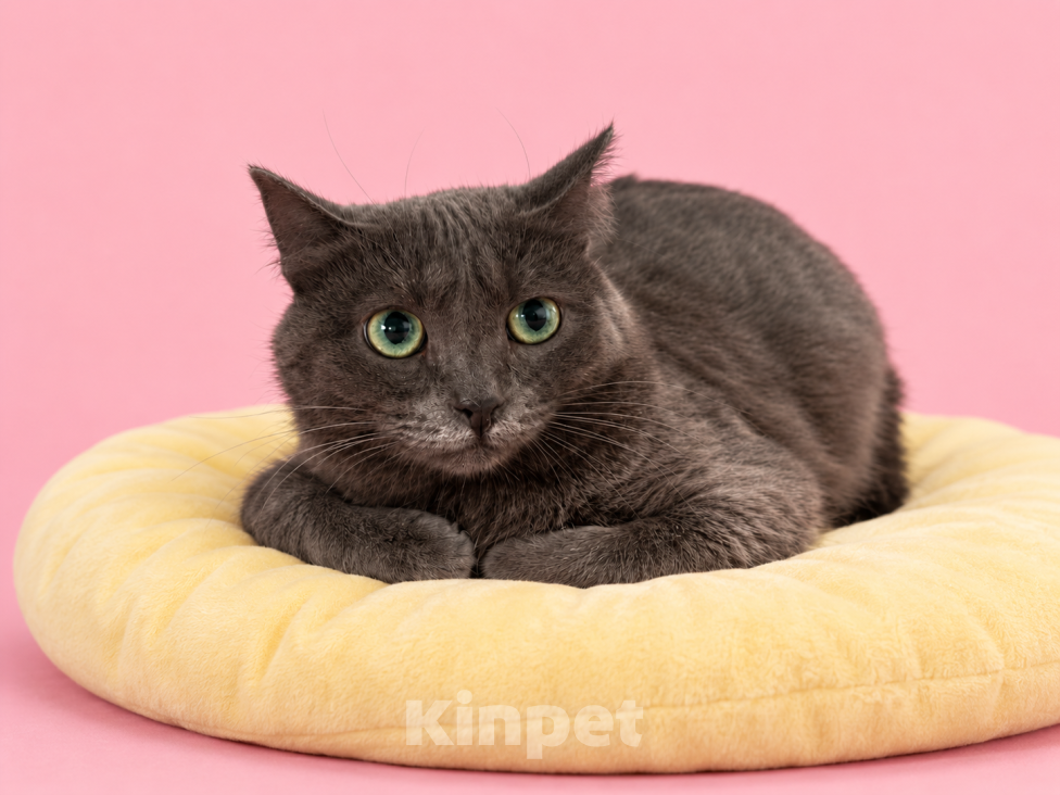 Кошки в Люберцах: Соня — нежная кошечка, которая мечтает о своём доме Девочка, Бесплатно - фото 1