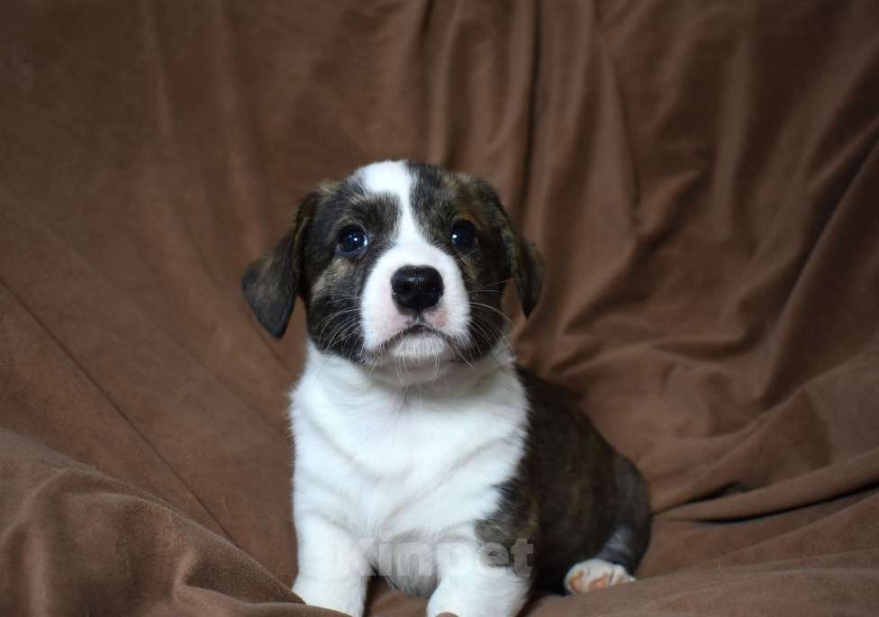 Собаки в Москве: Щенки корги Мальчик, Бесплатно - фото 2