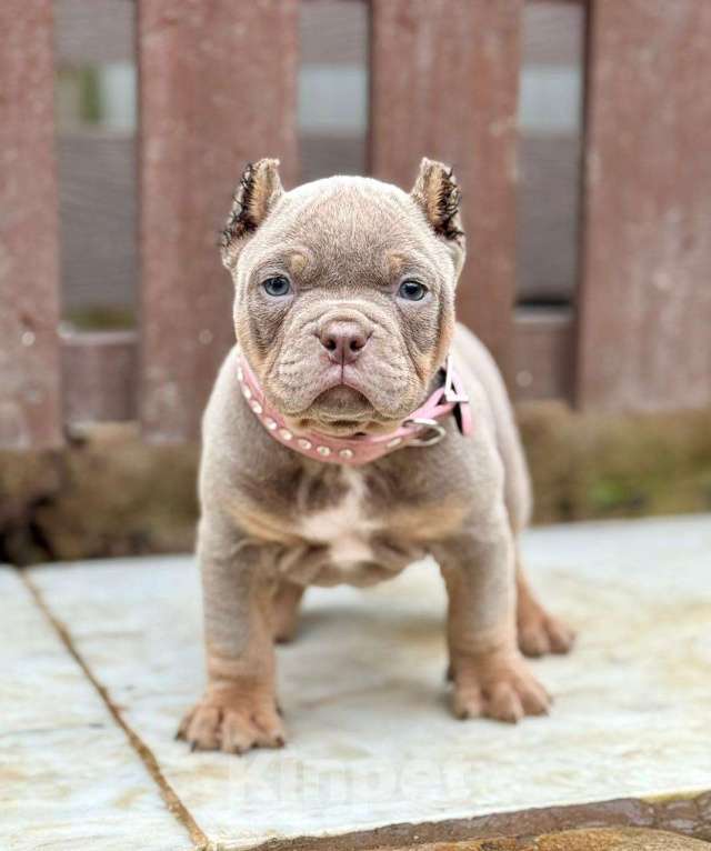 Собаки в других городах Московской области: Американский Булли щенок  Девочка, 140 000 руб. - фото 2