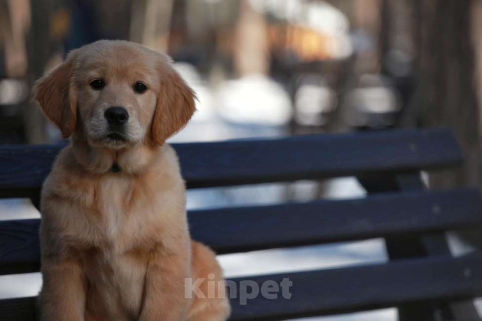 Собаки в Москве: Щенки золотистого ретривера  Девочка, 50 000 руб. - фото 2