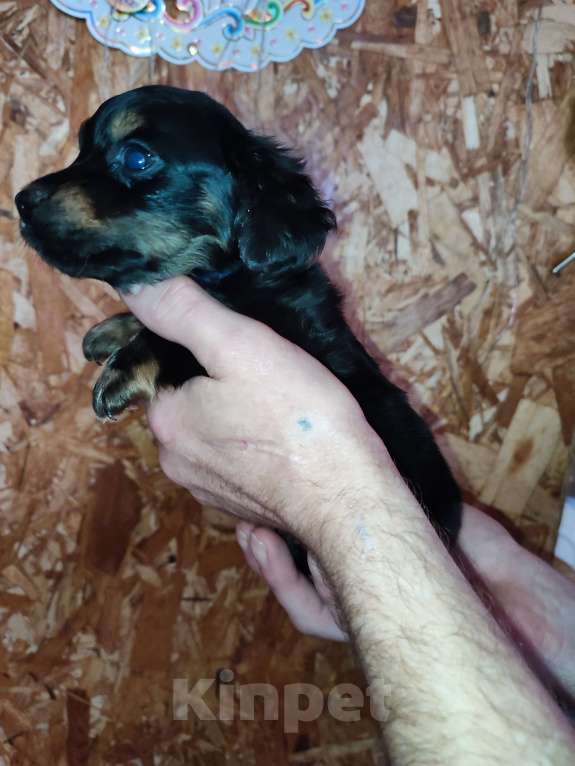 Собаки в других городах Рязанской области: Щенки дорки Мальчик, 3 000 руб. - фото 1