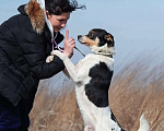Собаки в Ростове-на-Дону: Красавчик Макс в поисках любящего дома Мальчик, Бесплатно - фото 3