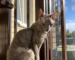 Кошки в Санкт-Петербурге: Корниш-рекс  2 месяца Мальчик, 18 000 руб. - фото 9