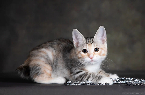 Кошка курильского бобтейла