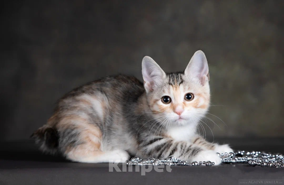 Кошки в других городах Московской области: Кошка курильского бобтейла Девочка, 45 000 руб. - фото 1