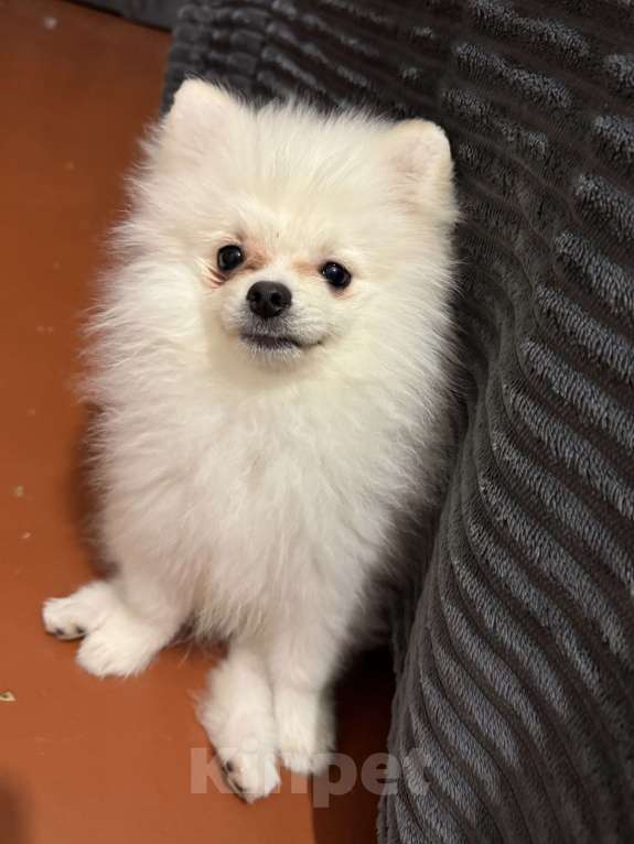 Собаки в Туле: Померанский шпиц, щенок Мальчик, 10 000 руб. - фото 2