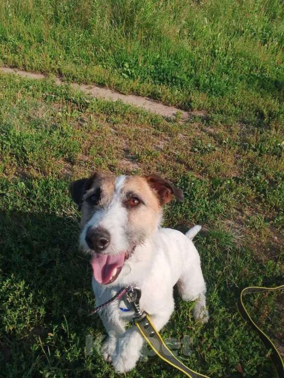 Собаки в Санкт-Петербурге: Милашка джек-рассел-терьер ищет дом Мальчик, Бесплатно - фото 7