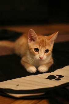 Котенок Лео ищет дом