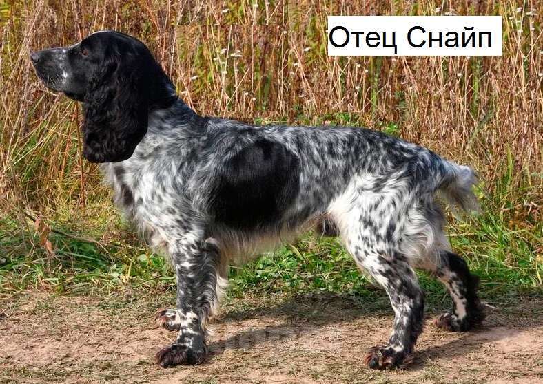 Собаки в Подольске: Щенки русского охотничьего спаниеля Мальчик, 65 000 руб. - фото 5