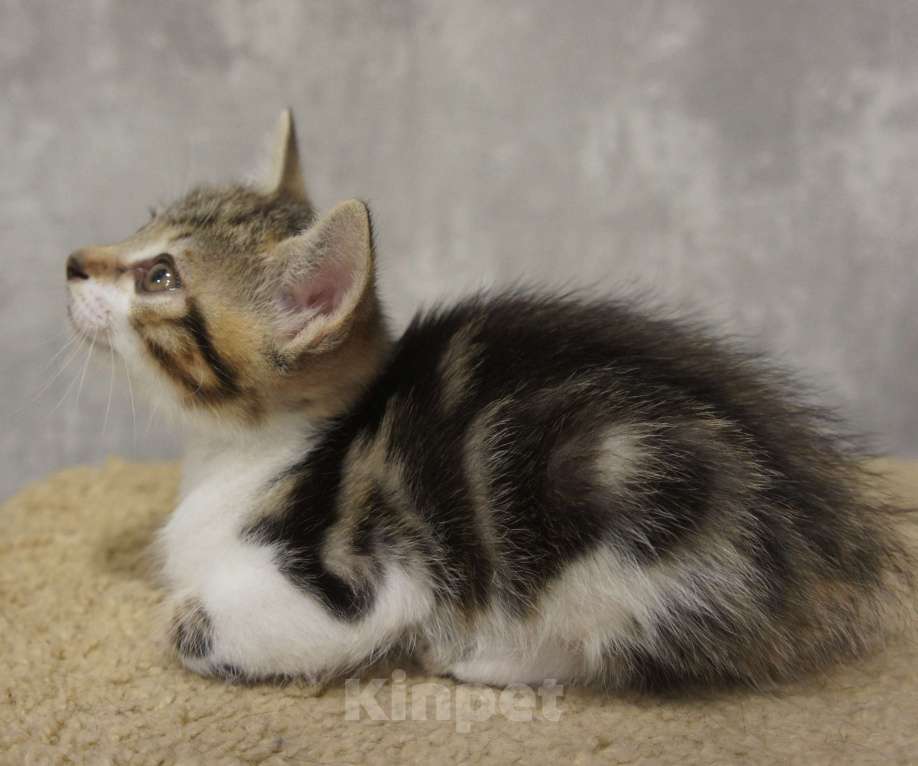 Кошки в Белокурихе: Продам котёнка Курильский бобтейл. Девочка, 5 000 руб. - фото 6