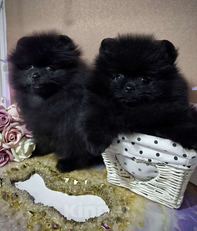 Собаки в Москве: Померанский шпиц черного окраса Мальчик, Бесплатно - фото 5