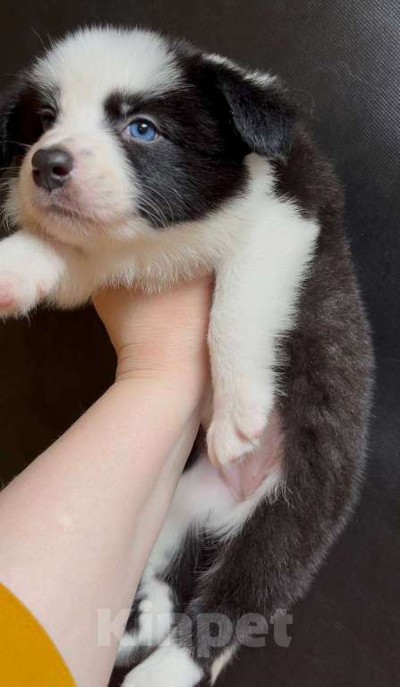 Собаки в других городах Московской области: Бордер колли очаровательная малышка Девочка, 70 000 руб. - фото 6