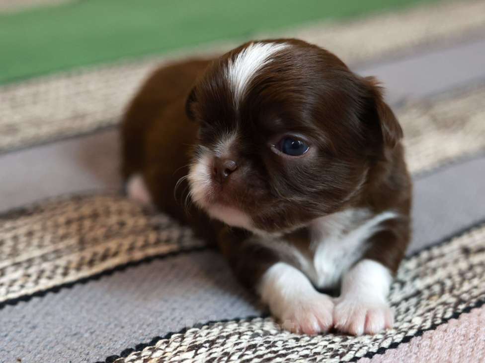 Собаки в Ростове-на-Дону: Шоколадное и рыжее счастье  Мальчик, 35 000 руб. - фото 3