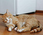 Кошки в Бологом: Кот Виконт, 55 руб. - фото 1