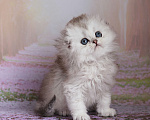 Кошки в Светогорске: Домовенок-мальчик! Мальчик, 18 000 руб. - фото 2