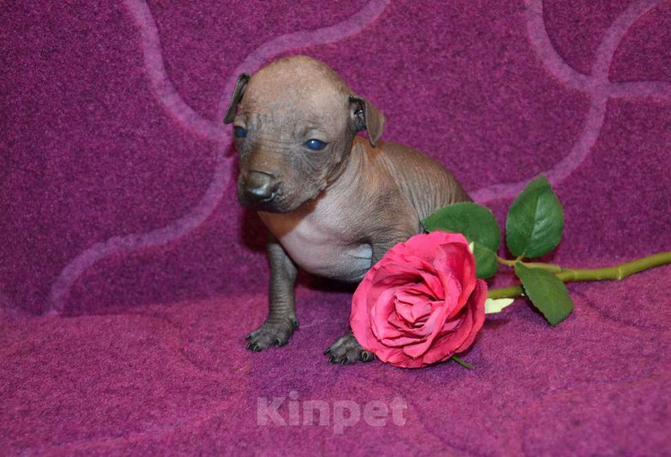 Собаки в Москве: Щенки ксолоитцкуинтли миниатюра Девочка, Бесплатно - фото 5