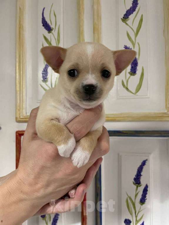 Собаки в Новосибирске: Чихуахуа Мальчик, 25 000 руб. - фото 1