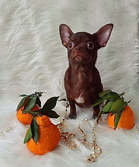 шоколадный мальчик 5 мес мелкий стандарт