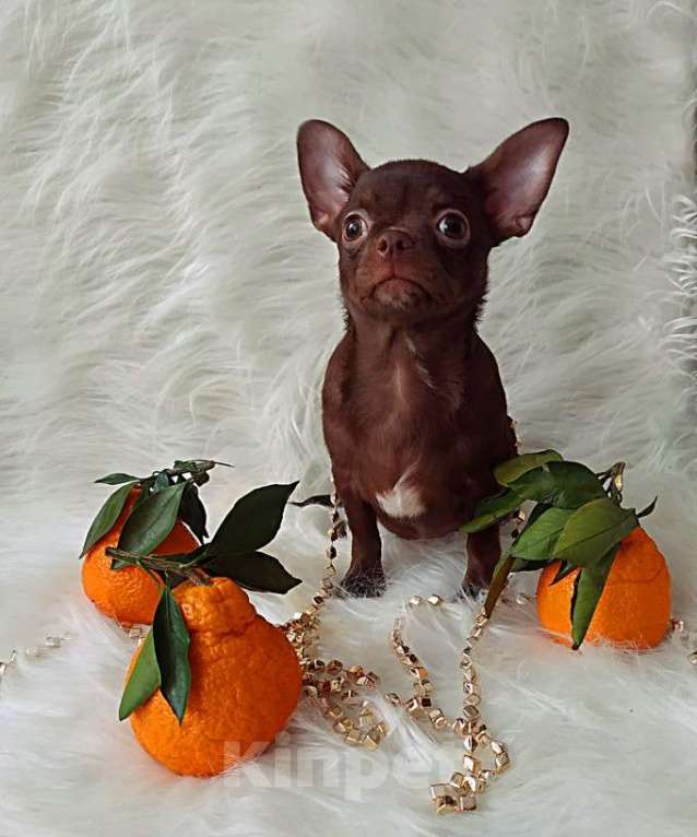 Собаки в Москве: шоколадный мальчик 5 мес мелкий стандарт Мальчик, 35 000 руб. - фото 1